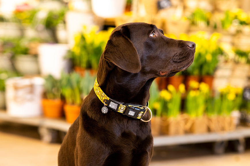 Max&Molly GOTCHA! Smart ID Monkey Maniac Collar – Medium, Durable Nylon with Smart Tag