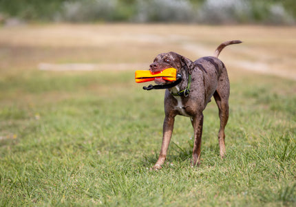 Julius-K9 Multidummie One Hand – Multifunctional Training Tug and Floating Water Toy