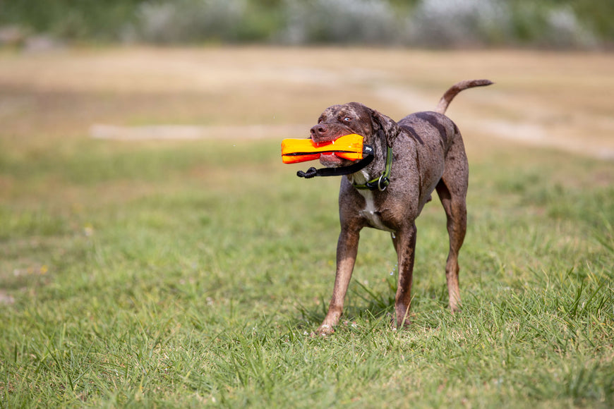 Julius-K9 Multidummie One Hand – Multifunctional Training Tug and Floating Water Toy