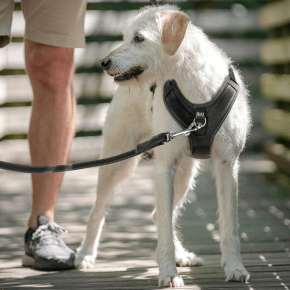 Julius-K9 IDC Longwalk Light Harness Night Camo – Lightweight Trekking Harness with GPS Pocket, Size M