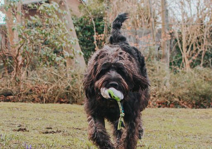 Max&Molly Woody The Sheep Plush Toy – Multifunctional 30cm Squeaker Sheep, Durable Design