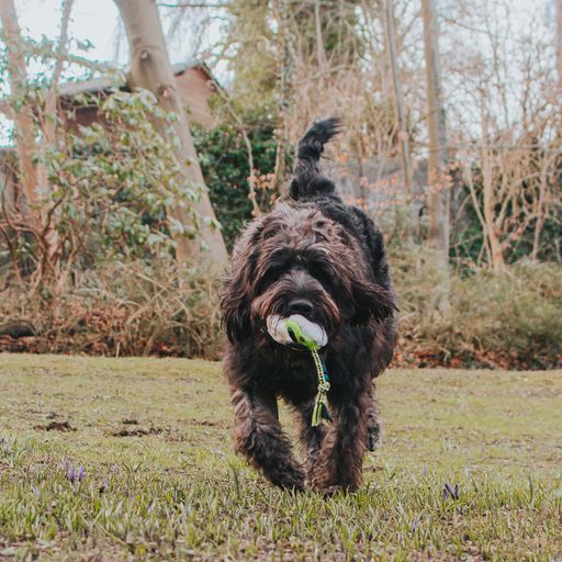 Max&Molly Woody The Sheep Plush Toy – Multifunctional 30cm Squeaker Sheep, Durable Design