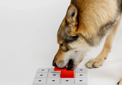 Pawzler Peach Dog Puzzle Module – Level 2 Interactive Bonus Block, Durable Design