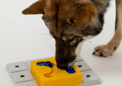 Pawzler Kaya Dog Puzzle Module – Level 2 Interactive Bonus Block, Durable Design