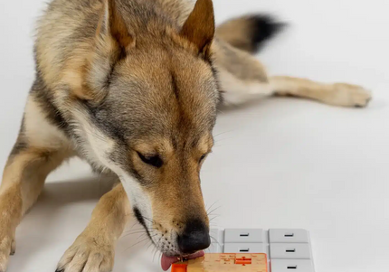 Pawzler Terra Dog Puzzle Module – Level 1 Bonus Block with Licking Mat, Engaging Design