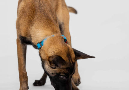 Pawzler Zhu Dog Puzzle Module – Level 1 Interactive Bonus Block, Durable Design