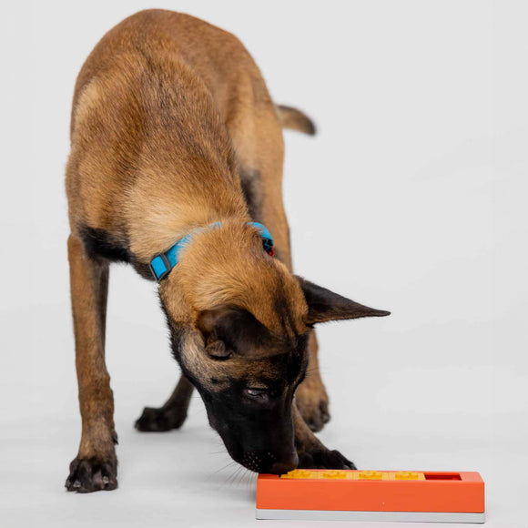 Pawzler Zhu Dog Puzzle Module – Level 1 Interactive Bonus Block, Durable Design