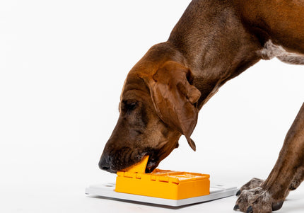 Pawzler Piper Dog Puzzle Module – Level 3 Interactive Bonus Block, Durable Design