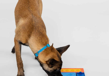 Pawzler Interactive Dog Puzzle Beginner Set – Modular 6-Piece Enrichment Toy, Engaging Design