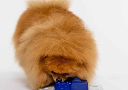 Pawzler Sela Dog Puzzle Module – Level 3 Bonus Block, Durable Interactive Design