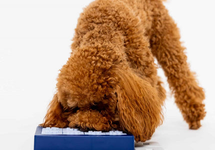 Pawzler Louvre Dog Puzzle Module – Level 3 Interactive Bonus Block, Durable Design