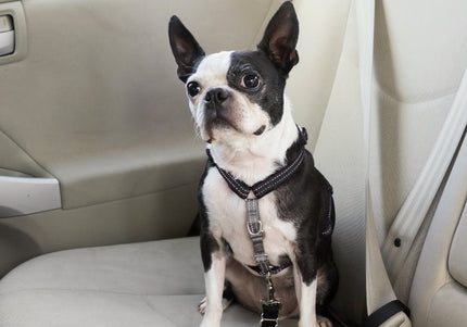 PetSafe 3in1 Harness and Car Restraint – Adjustable Medium Size, Secure Multi-Use Design