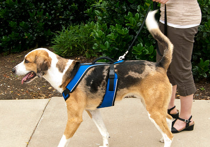 PetSafe Easy Sport Harness Blue – Pressure-Free Adjustable Medium Size, Comfortable Fit