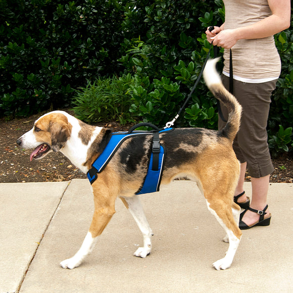 PetSafe Easy Sport Harness Blue – Pressure-Free Adjustable Medium Size, Comfortable Fit