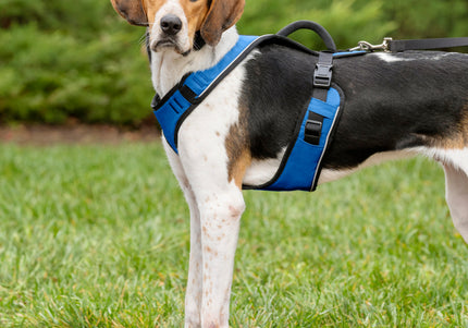 PetSafe Easy Sport Harness Blue – Pressure-Free Adjustable Medium Size, Comfortable Fit