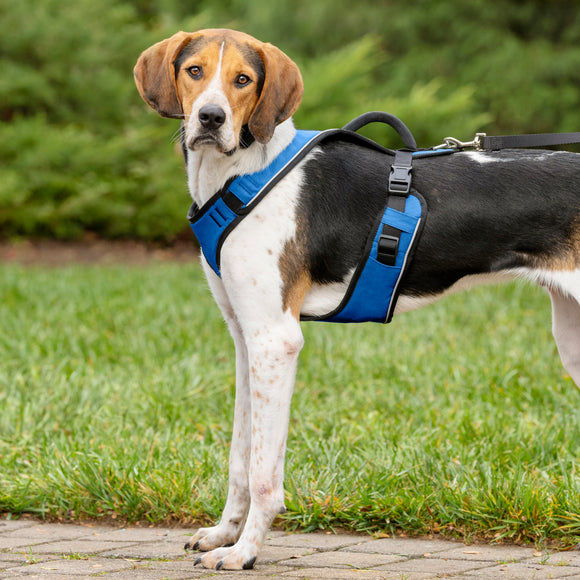 PetSafe Easy Sport Harness Blue – Pressure-Free Adjustable Medium Size, Comfortable Fit