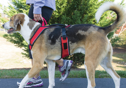 PetSafe Easy Sport Harness Red – Pressure-Free Adjustable Design, Small Size, Comfortable Fit
