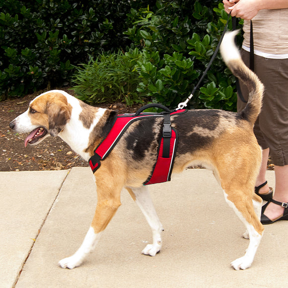 PetSafe Easy Sport Harness Red – Pressure-Free Adjustable Design, Small Size, Comfortable Fit