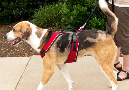 PetSafe Easy Sport Harness Red – Pressure-Free Adjustable Design, Small Size, Comfortable Fit