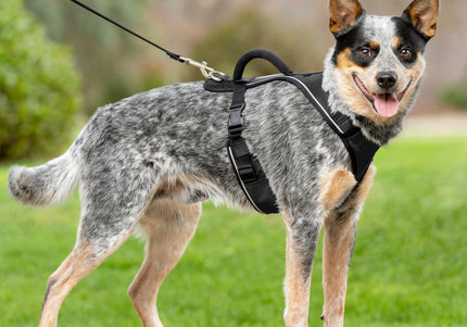 PetSafe Easy Sport Harness Black – Pressure-Free Adjustable Dog Harness, Small Size