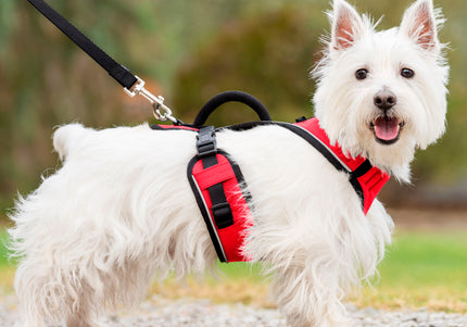 PetSafe Easy Sport Harness Red – Pressure-Free Adjustable Design, Small Size, Comfortable Fit