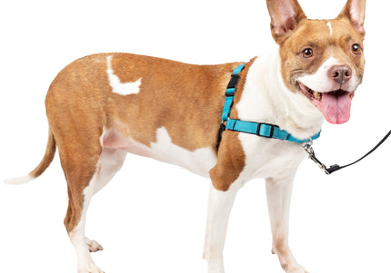 PetSafe Easy Walk Deluxe Harness – Soft Black and Blue Dog Harness with Leash, Medium