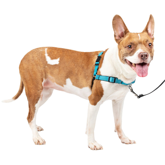 PetSafe Easy Walk Deluxe Harness – Soft Black and Blue Dog Harness with Leash, Medium