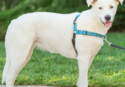 PetSafe Easy Walk Deluxe Harness – Soft Black and Blue Dog Harness with Leash, Medium