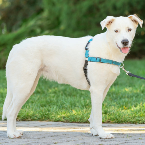 PetSafe Easy Walk Deluxe Harness – Soft Black and Blue Dog Harness with Leash, Medium