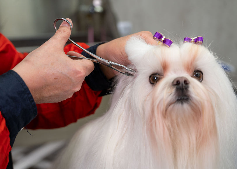 Show Tech Safety Ear Forceps 14cm – Straight Stainless Steel Tool with Non-Slip Grip