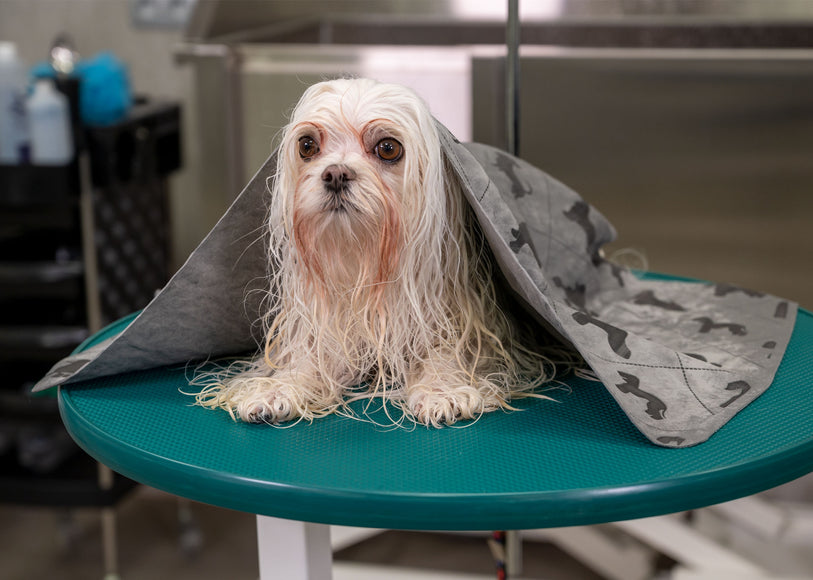 Show Tech Dry Mate Super Absorbent Towel 66x43cm – Fast-Drying, Cooling Effect on Hot Days