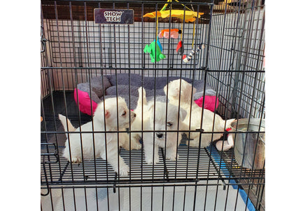 Show Tech Puppy Play Pen Large 122x122x81cm – Adjustable Double-Bottom Cage, Spacious Secure Design