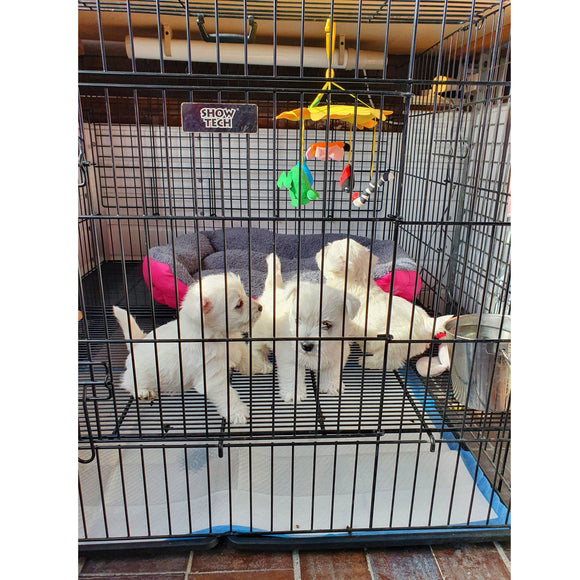 Show Tech Puppy Play Pen Large 122x122x81cm – Adjustable Double-Bottom Cage, Spacious Secure Design