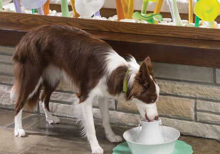 PetSafe Drinkwell Avalon Ceramic Fountain – 2L Capacity, Hygienic and Easy-to-Clean Design