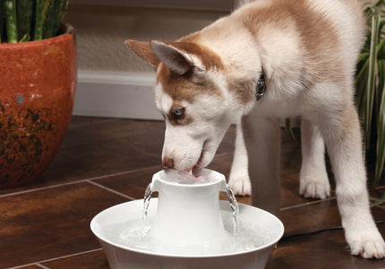 PetSafe Drinkwell Avalon Ceramic Fountain – 2L Capacity, Hygienic and Easy-to-Clean Design