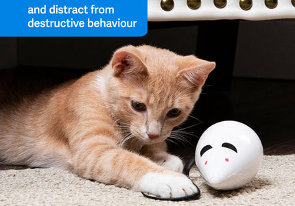PetSafe RoloRat Automatic Cat Teaser – Interactive Rat Toy with Built-In Timer, Engaging Play