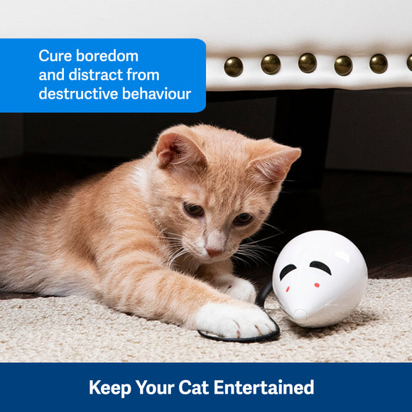 PetSafe RoloRat Automatic Cat Teaser – Interactive Rat Toy with Built-In Timer, Engaging Play