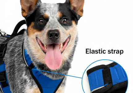 PetSafe Easy Sport Harness Blue – Pressure-Free Adjustable Medium Size, Comfortable Fit