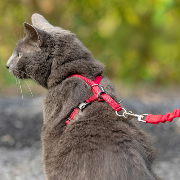 PetSafe Easy Walk Cat Harness and Leash Set – Red, Medium, Flexible Bungee Design