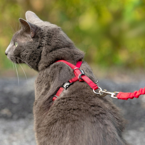 PetSafe Easy Walk Cat Harness and Leash Set – Red, Medium, Flexible Bungee Design