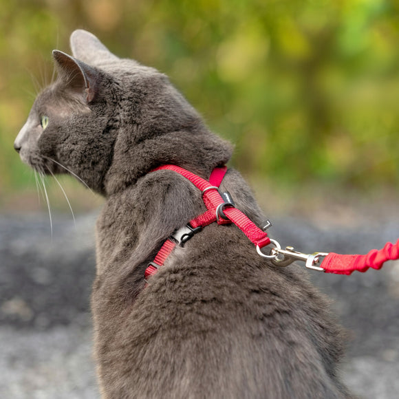 PetSafe Easy Walk Cat Harness and Leash Set – Red, Medium, Flexible Bungee Design