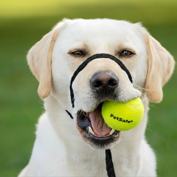 PetSafe Easy Walk Headcollar Black – Adjustable Dog Halter with Leash, Small Size