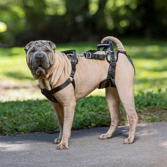 PetSafe CareLift Support Harness – Medium Size, Ergonomic Lift Aid for Large Breeds