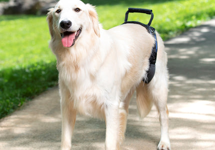 PetSafe CareLift Rear Support Harness – Medium Size, Ergonomic Hip Rehabilitation Design