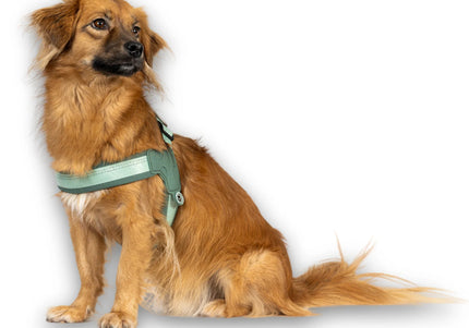 Max&Molly Q-Fit Matrix 2.0 Jade Harness – Lightweight Step-In Design with QR ID, XXS Mint