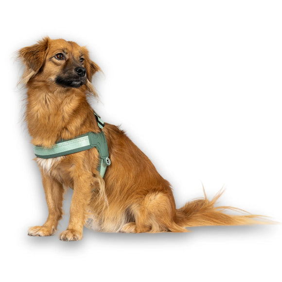 Max&Molly Q-Fit Matrix 2.0 Jade Harness – Lightweight Step-In Design with QR ID, XXS Mint