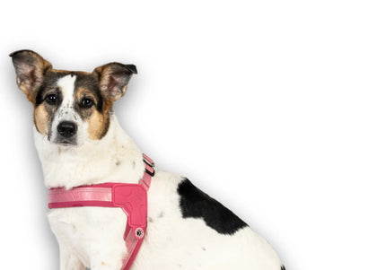 Max&Molly Q-Fit Matrix 2.0 Harness – Lightweight Step-In Design with QR ID, Pastel Pink XXS