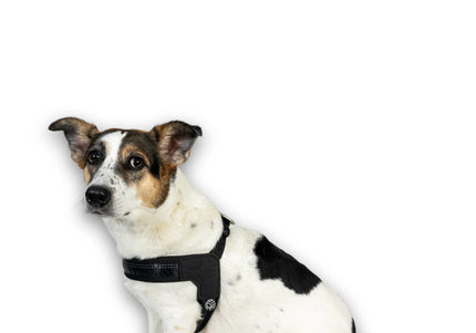 Max&Molly Q-Fit Matrix 2.0 Step-In Harness – Lightweight XL with QR ID, Black