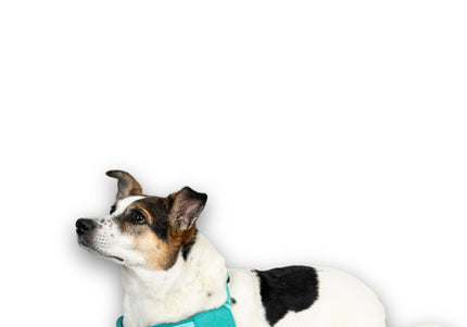 Max&Molly Q-Fit Matrix 2.0 Turquoise Harness – Lightweight Step-In Design with QR ID, Medium