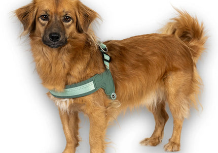 Max&Molly Q-Fit Matrix 2.0 Jade Harness – Lightweight Step-In Design with QR ID, XXS Mint